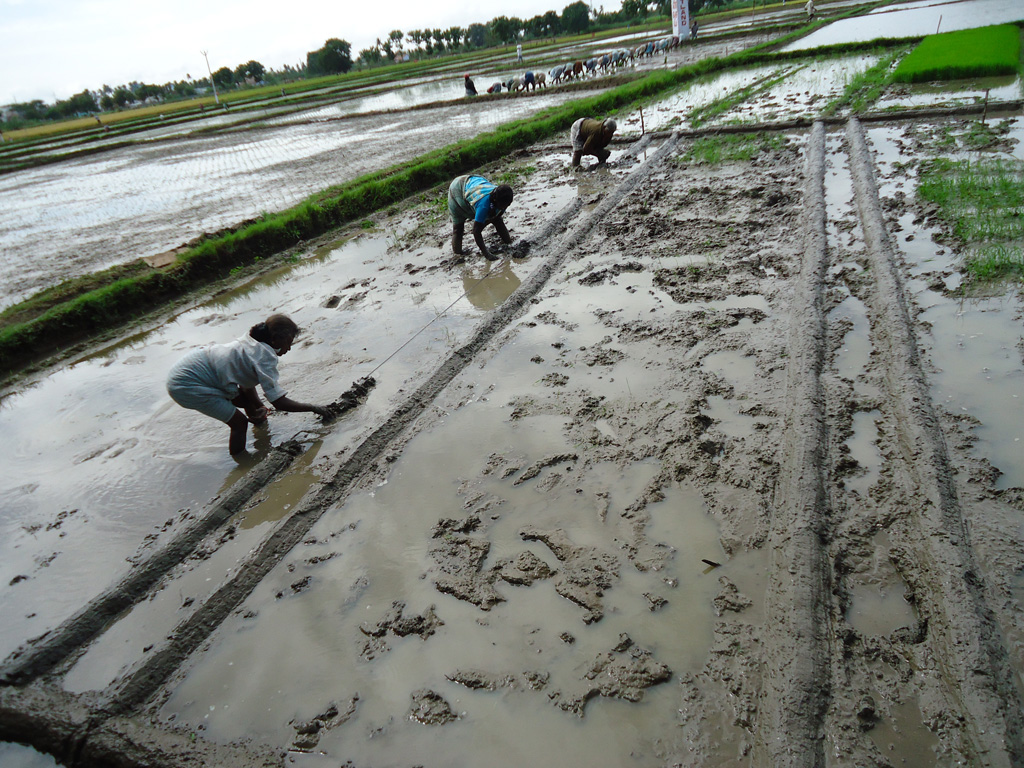 Agritech Portal Rice Photo Bank